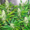 White Russian (Serious Seeds) Cannabis-Samen