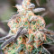 Passion Fruit (Dutch Passion) Cannabis-Samen