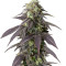 707 Headband (Humboldt Seeds Organization) Cannabis-Samen