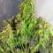StarRyder Auto (Dutch Passion) Cannabis-Samen