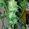 Bubba Kush Autoflowering (Dinafem Seeds) Cannabis-Samen
