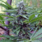 Buddha Deimos Auto (Buddha Seeds) Cannabis-Samen