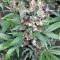 Kali Mist regular (Serious Seeds) Cannabis-Samen