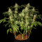 Sweet Black Angel (Samsara Seeds) Cannabis-Samen