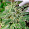 Satori regular (Mandala Seeds) Cannabis-Samen