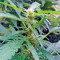 South African Kwazulu strain