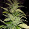 Speedy Chile Fast Flowering (RQS) Cannabis-Samen
