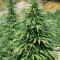 Super Skunk (Vision Seeds) Cannabis-Samen