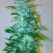 Wipeout Express Auto (Heavyweight Seeds) Cannabis-Samen