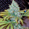 Yumbolt 47 (World of Seeds) Cannabis-Samen
