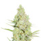 1024 (Medical Seeds) Cannabis-Samen
