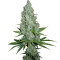 Amnesia Lemon (Barney's Farm) Cannabis-Samen