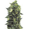 OG Kush regular (Humboldt Seeds Organization) Cannabis-Samen