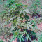 Sweet Skunk F1 Fast Version (Sweet Seeds) Cannabis-Samen
