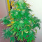 Bubba Kush Autoflowering (Dinafem Seeds) Cannabis-Samen