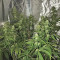 CBD Auto 1:1 (CBD Crack) Cannabis-Samen