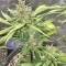 Crystal METH Auto (Fast Buds) Cannabis-Samen