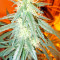 Damnesia Autoflowering (Strain Hunters) Cannabis-Samen
