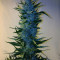 Massive Midget Auto (Heavyweight Seeds) Cannabis-Samen