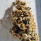 Cream Caramel (Sweet Seeds) Cannabis-Samen