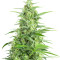 Sour Diesel Autoflowering (Dinafem Seeds) Cannabis-Samen