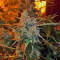 Auto American Pie (Pyramid Seeds) Cannabis-Samen