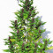 Frisian Duck (Dutch Passion) Cannabis-Samen