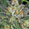 Motavation regular (Serious Seeds) Cannabis-Samen