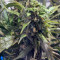 Orange Hill Special (Dutch Passion) Cannabis-Samen