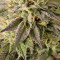 Remo Chemo (Dinafem Seeds) Cannabis-Samen