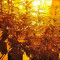 Strawberry Blue (World of Seeds) Cannabis-Samen
