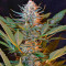 Black Jack F1 Fast Version (Sweet Seeds) Cannabis-Samen