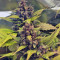 Red Poison Auto (Sweet Seeds) Cannabis-Samen
