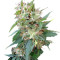 Buddha Deimos Auto (Buddha Seeds) Cannabis-Samen