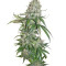 Buddha Quasar (Buddha Seeds) Cannabis-Samen