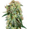 Damn Sour (GHS) Cannabis-Samen