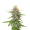 Hollands Hope (Dutch Passion) Cannabis-Samen