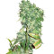 K-Train (GHS) Cannabis-Samen
