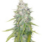 Mazar X Great White Shark (World of Seeds) Cannabis-Samen