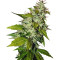 Snow Fruit (Sweet Seeds) Cannabis-Samen