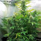 GG#4 Original Glue Auto feminisierte Samen (Fast Buds)