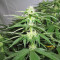 Pineapple Chunk feminisierte Samen (Barney’s Farm)