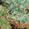 Strawberry Cake (Heavyweight Seeds)