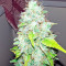 Afghan Kush X Skunk (World of Seeds) Cannabis-Samen
