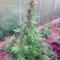 Anubis (Pyramid Seeds) Cannabis-Samen