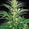 Critical Mass CBD (Dinafem Seeds) Cannabis-Samen