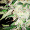 ICE (Female Seeds) Cannabis-Samen