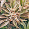 Kali Mist regular (Serious Seeds) Cannabis-Samen