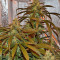 Lemon Cake (Heavyweight Seeds) Cannabis-Samen