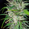 Money Maker (Strain Hunters) Cannabis-Samen